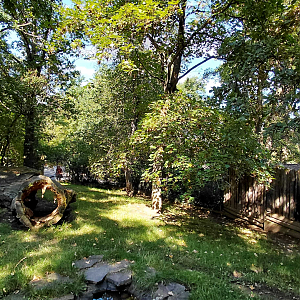 Bush dog outdoor exhibit