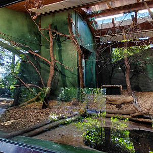 Bush dog indoor exhibit