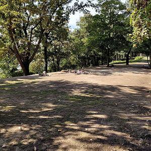 Red kangaroo + Parma wallaby exhibit