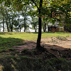 Swamp wallaby outdoor exhibit