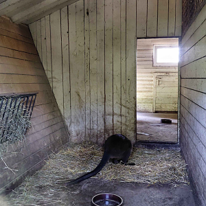 Swamp wallaby indoor exhibit