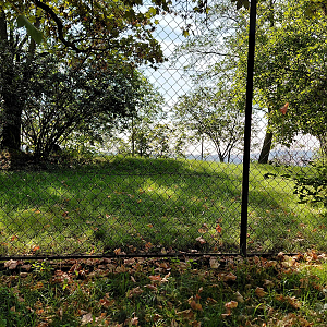 Southern cassowary outdoor exhibit