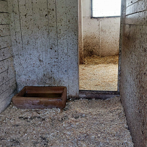 Southern cassowary indoor exhibit