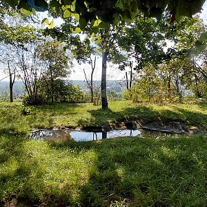 Southern cassowary outdoor exhibit