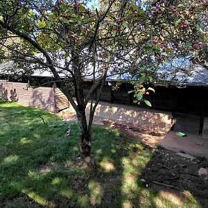 Reeve's muntjac exhibit