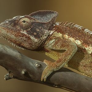 Oustalet's chameleon : Chester Zoo : 06 Sep 2025