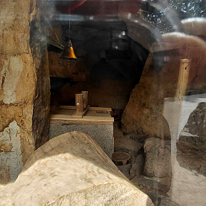 Meerkat indoor exhibir