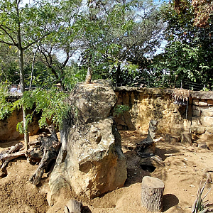Meerkat outdoor exhibit