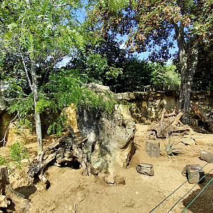 Meerkat outdoor exhibit