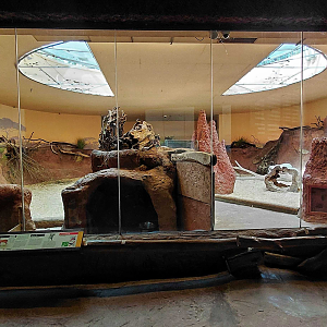 Aardvark + dikdik indoor exhibit