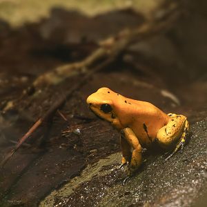 Golden poison frog : Chester Zoo : 06 Sep 2025