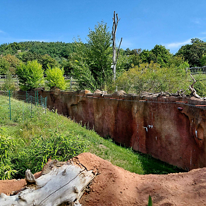 Dja - gorilla exhibit protection