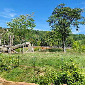 Dja - gorilla outdoor exhibit