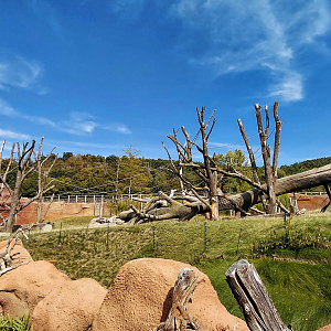 Dja - gorilla outdoor exhibit