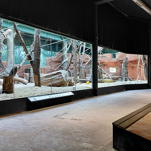 Dja - gorilla indoor exhibit