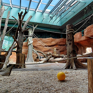 Dja - gorilla indoor exhibit