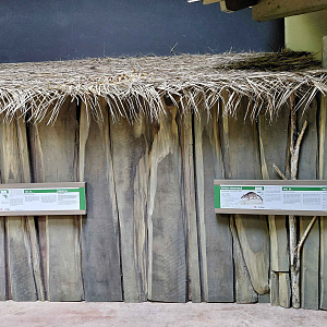 Dja - Fruit bat + pouched rat exhibit