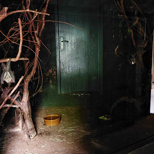 Dja - Fruit bat + pouched rat exhibit