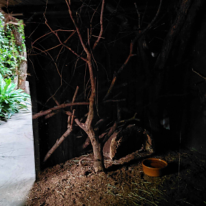 Dja - Fruit bat + pouched rat exhibit