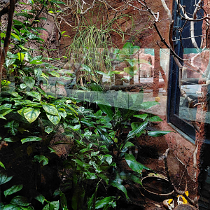 Dja - Orb-weaver spider exhibit