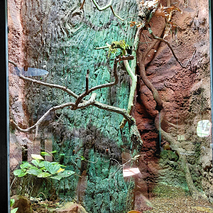 Dja - Beetle exhibit