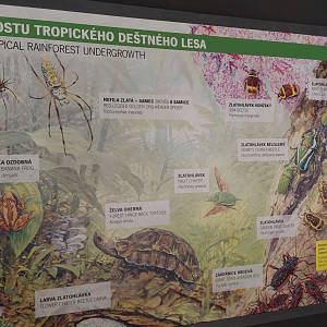 Dja - List of species (vivariums)