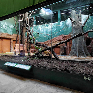 Dja - De Brazza's monkey + hog indoor exhibit