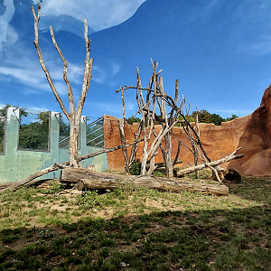 Dja - De Brazza's monkey + hog outdoor exhibit