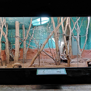 Dja - Talapoin + porcupine indoor exhibit
