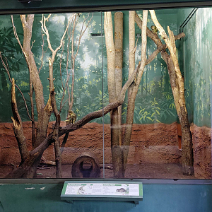 Dja - Talapoin + porcupine indoor exhibit