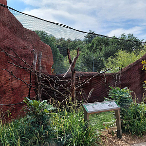 Dja - Talapoin + porcupine outdoor exhibit