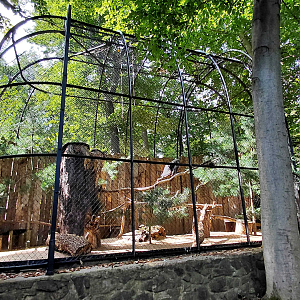 European honey buzzard exhibit