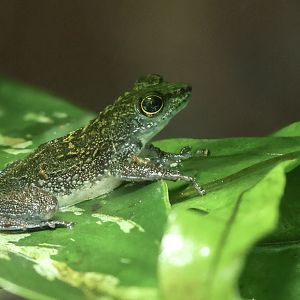 Bornean rock frog : Chester Zoo : 06 Sep 2025