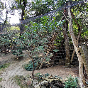 Oriental bay owl exhibit