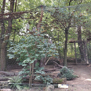 Ural owl exhibit