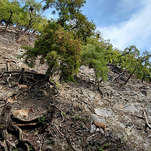 West Caucasian tur exhibit