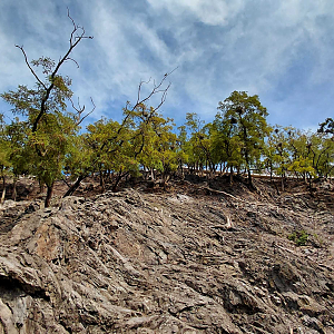 West Caucasian tur exhibit