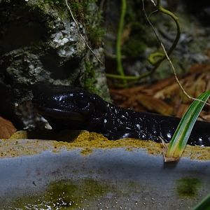 Lanza's Alpine salamander (Salamandra lanzai)