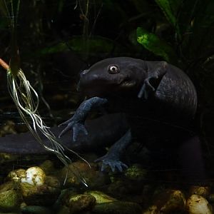 Michoacan stream salamander (Ambystoma rivulare)