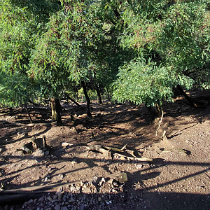 West Caucasian tur exhibit