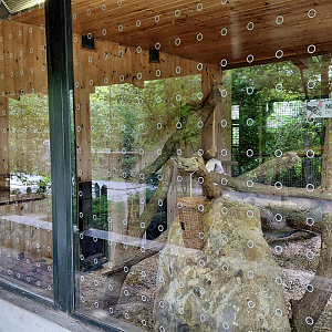 Barbary macaque indoor exhibit