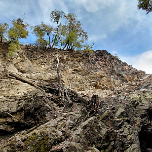 Barbary sheep + Barbary macaque exhibit