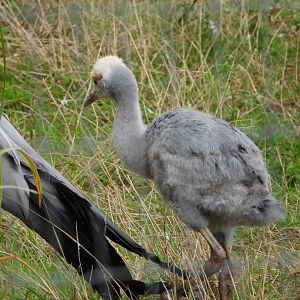 Blue Crane chick