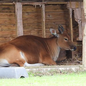 Javan Banteng