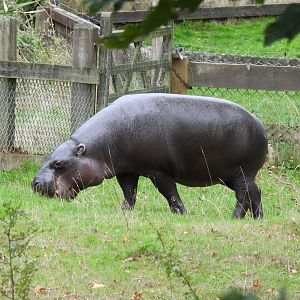 Pygmy Hippo