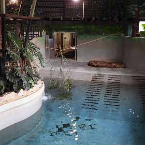 Tapir indoor area. Cant remember the last time I saw the bottom of the pool!
