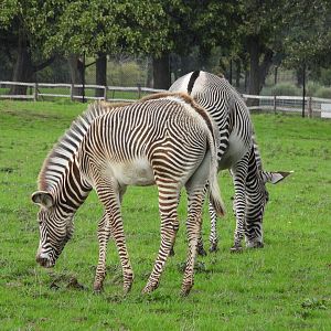 Grevy's Zebra in the rain