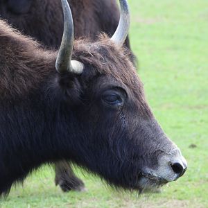 Domestic Yak