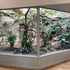 Pygmy Marmoset enclosure, CWP, UK