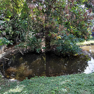 Bewick's swan exhibit